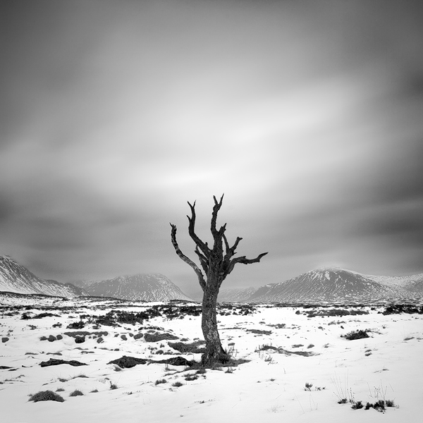 Mrtvý strom nad Glen Coe